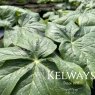 Podophyllum peltatum
