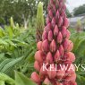 Lupinus 'Towering Inferno'