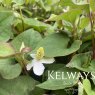 Houttuynia cordata