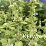 Marrubium bourgaei var. bourgaei 'All Hallow's Green'