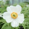 Paeonia 'Late Windflower'