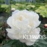 Paeonia 'Mother's Choice'