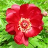 Paeonia 'Scarlet Heaven' (I)