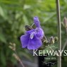 Salvia candelabrum