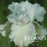 Iris 'Madeira Belle' (TB)