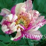Paeonia 'Lollipop'
