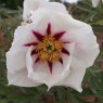 Paeonia 'Center Stage' (S)