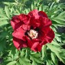 Paeonia 'Icarus' (S)