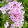 Glandularia 'Margaret's Memory'