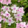 Glandularia 'Margaret's Memory'