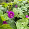 Geranium nodosum 'Tony's Talisman'