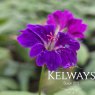 Geranium nodosum 'Tony's Talisman'