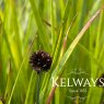 Juncus ensifolius