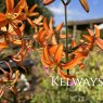 Lilium martagon 'Orange Marmalade'