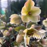 Helleborus x ericsmithii 'Ivory Prince' PBR