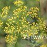 Anethum graveolens