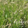 Melica uniflora f. albida
