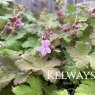 Geranium macrorrhizum 'Ingwersen's Variety'