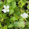 Geranium nodosum 'Silverwood' (2 litre pot)