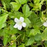 Geranium nodosum 'Silverwood' (2 litre pot)