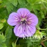 Geranium wallichianum HAVANA BLUES ('Noorthava' PBR)