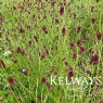 Sanguisorba officinalis 'Red Thunder'