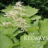Rodgersia podophylla 'Braunlaub' (3 litre pot)