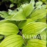 Polygonatum odoratum var pluriflorum 'Variegatum' (v)