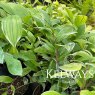 Polygonatum odoratum var pluriflorum 'Variegatum' (v)
