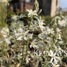 Ornithogalum ponticum 'Sochi'
