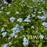 Myosotis scorpioides
