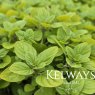 Origanum vulgare 'Aureum'