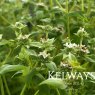 Pycnanthemum muticum