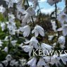 Adenophora pereskiifolia 'White Blaze'