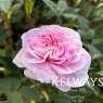 Rosa 'Konigin von Danemark' (A)