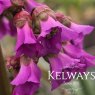 Bergenia 'Ballawley' clonal (3 litre pot)