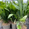 Aspidistra elatior