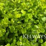 Adiantum x mairisii