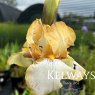Iris 'Benton Susan' (TB)