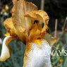 Iris 'Benton Susan' (TB)