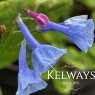 Mertensia virginica (1.5 litre pot)