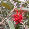 Grevillea victoriae