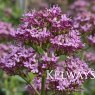 Centranthus lecoqii