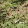 Acer palmatum 'Seiryu' (D)