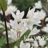 Deutzia gracilis 'Nikko'
