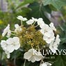 Hydrangea quercifolia 'Munchkin'