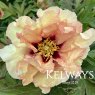 Paeonia 'Angelet' (S)