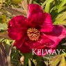 Paeonia 'Chinese Dragon' (S)