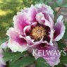 Paeonia 'Guardian of the Monastery'