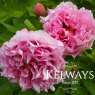 Paeonia 'Waucedah Princess' (S)